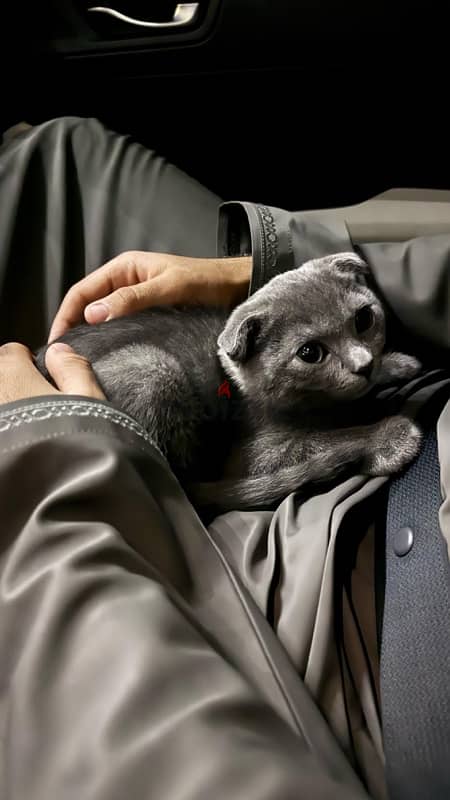 Scottish British Shorthair Double Fold Kitten 0