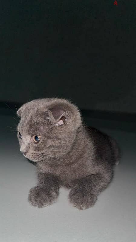 Scottish British Shorthair Double Fold Kitten 1