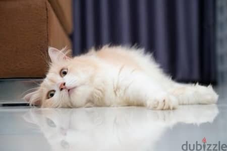 Frendly Persian Kitten