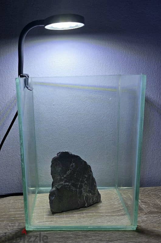 Betta Fish Tank 0