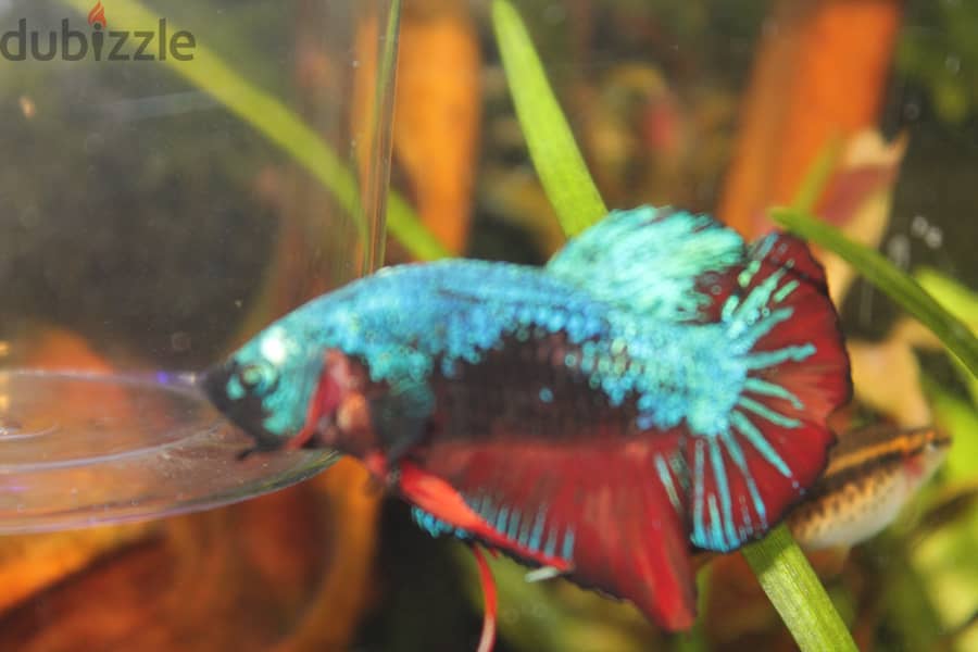 Betta fish - Breeder Male 7