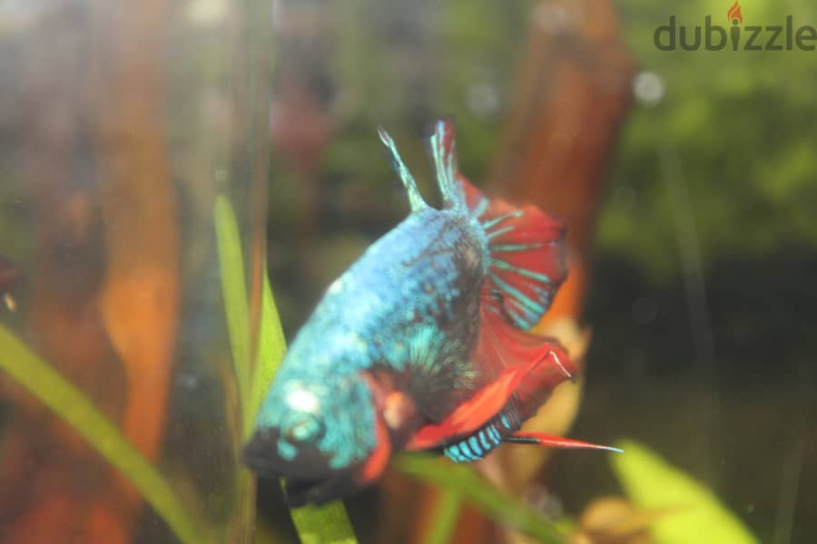 Betta fish - Breeder Male 1