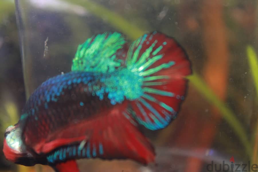 Betta fish - Breeder Male 2