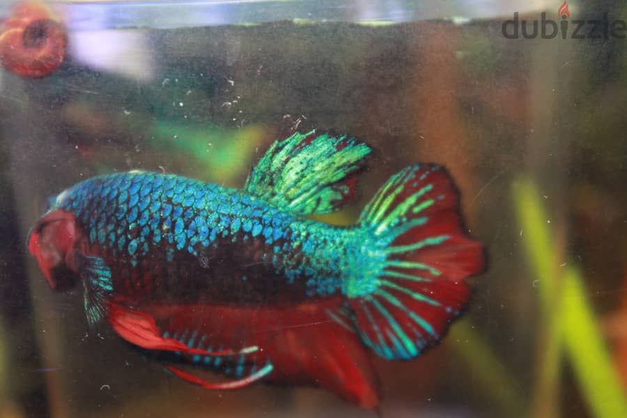 Betta fish - Breeder Male 3