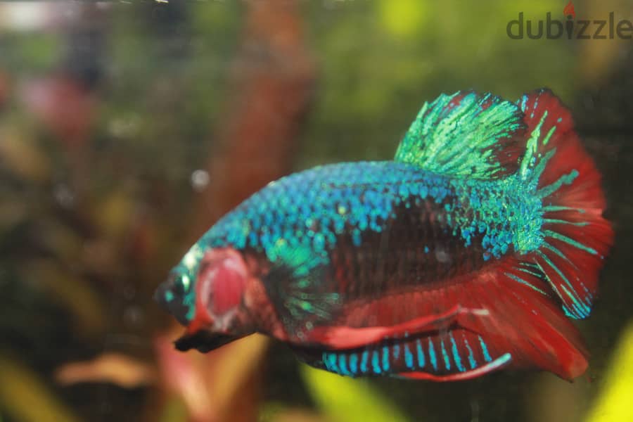 Betta fish - Breeder Male 4