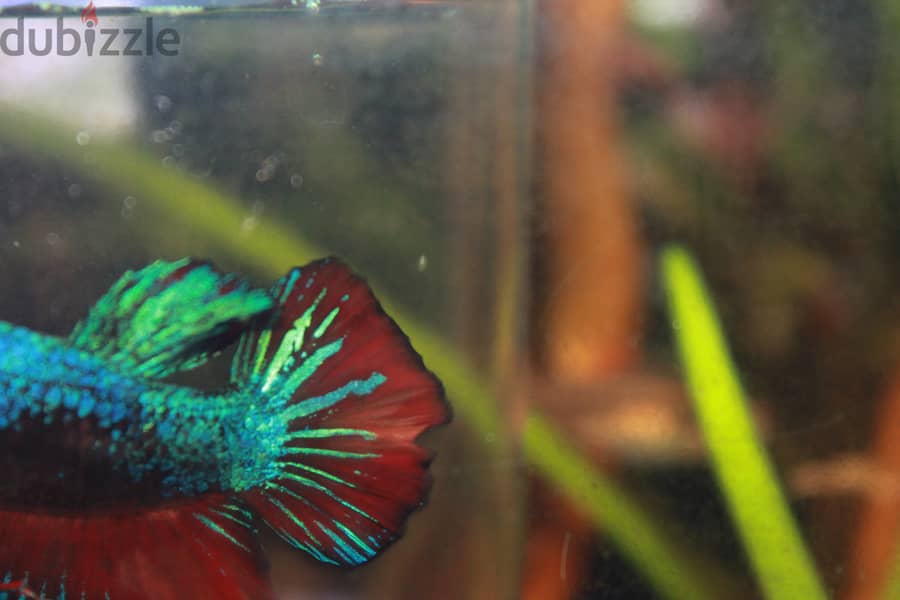 Betta fish - Breeder Male 5