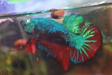 Betta fish - Breeder Male