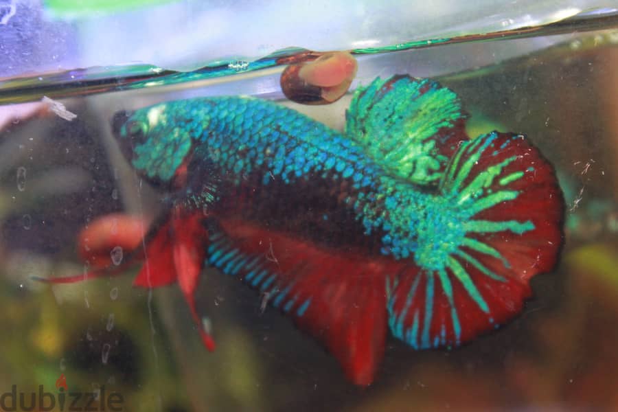 Betta fish - Breeder Male 0