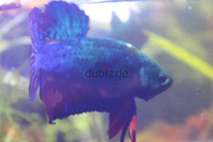 Betta fish - Breeder Male 8