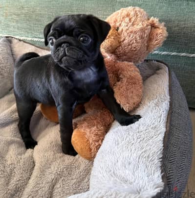 Gorgeous Pug puppies For Sale.