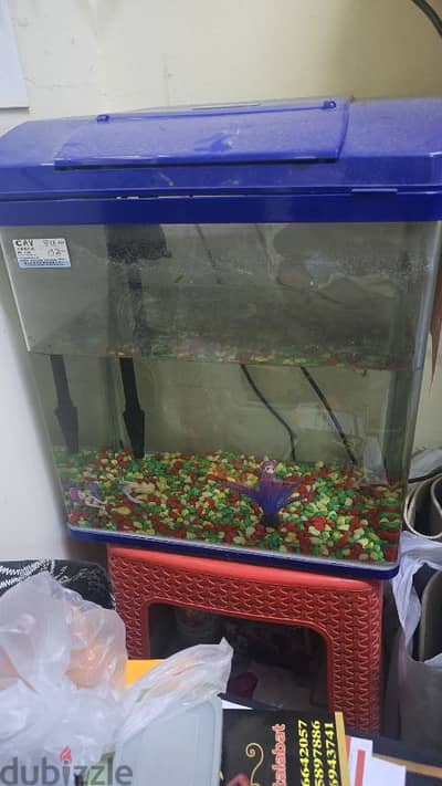 fish aquarium