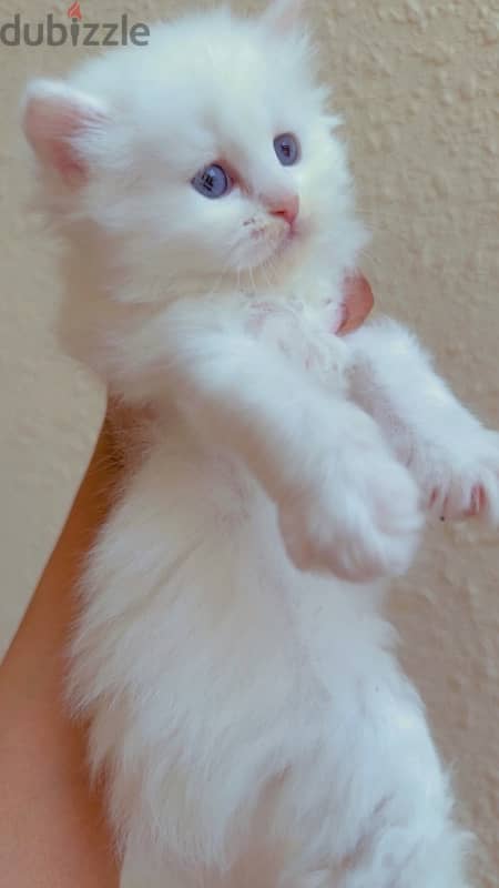 cute famle cat 7weeks old قطه جميله جدا 1