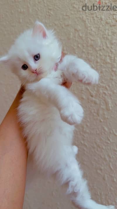 cute famle cat 7weeks old قطه جميله جدا