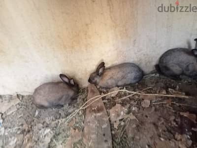 rabbits with kids for sale