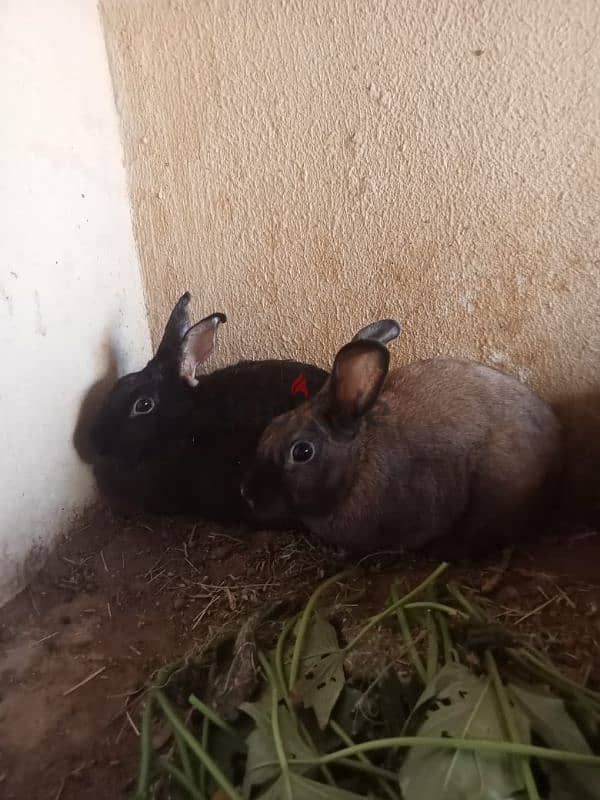 rabbits with kids for sale 3