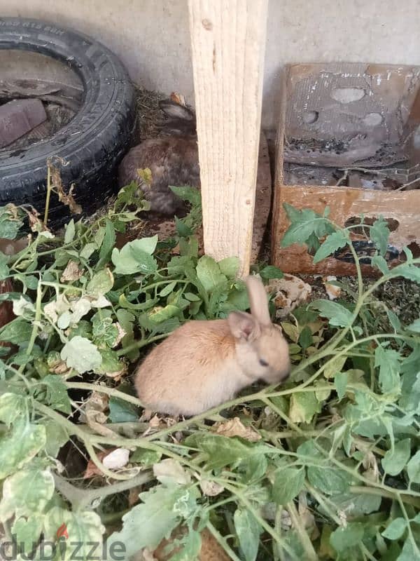 rabbits with kids for sale 4