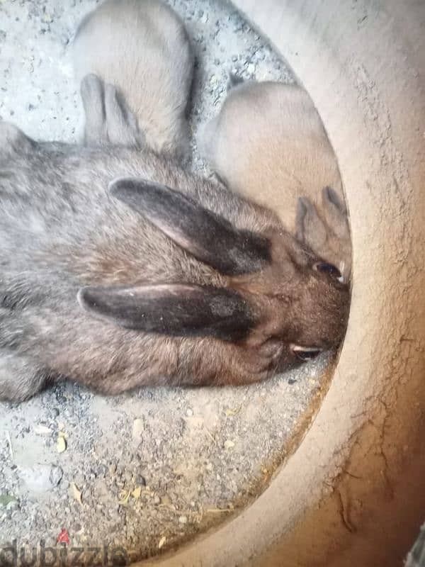 rabbits with kids for sale 5