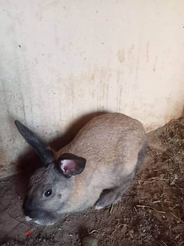 rabbits with kids for sale 6