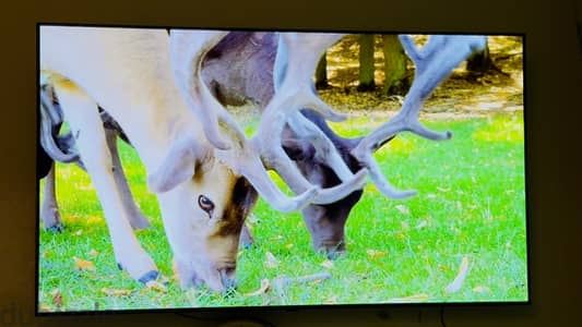 تلفاز ال جي 65 بوصه جودة 4K و HD جديد Tv LG 65 inch 4K HD