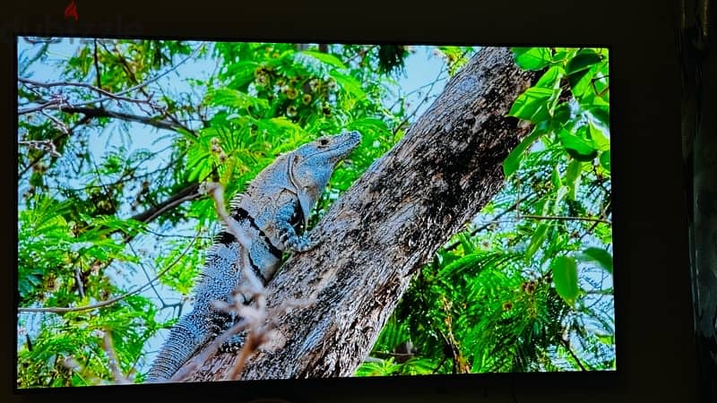 تلفاز ال جي 65 بوصه جودة 4K و HD جديد Tv LG 65 inch 4K HD 5