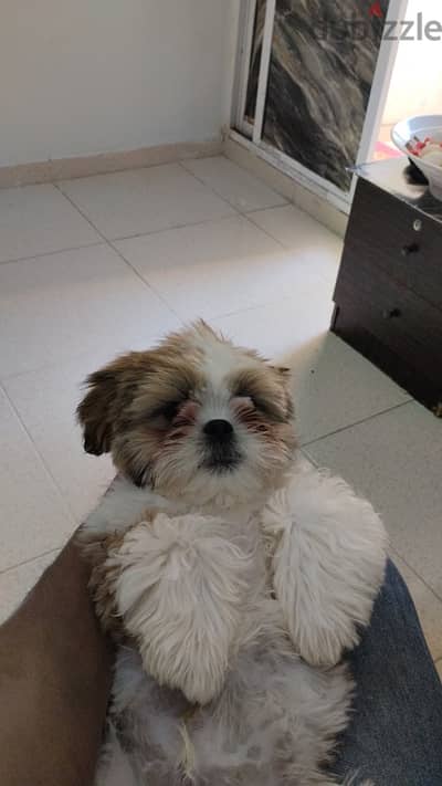 shih tzu dog