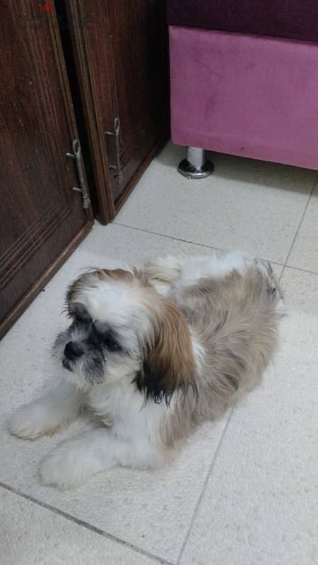 shih tzu dog 1