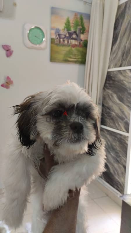 shih tzu dog 3