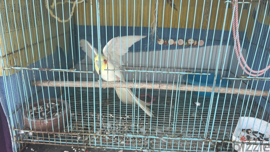 Cockatiel bird yellow 3