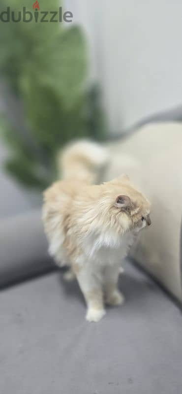 Persian cat  for sale 8 months old 2