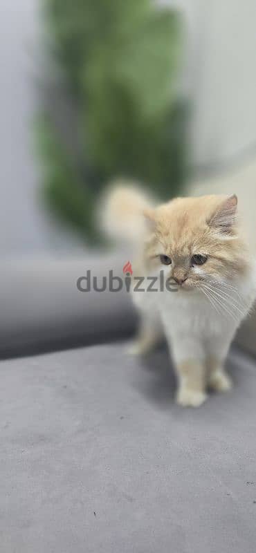 Persian cat  for sale 8 months old 3