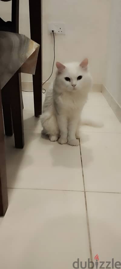 Persian white cat for sale