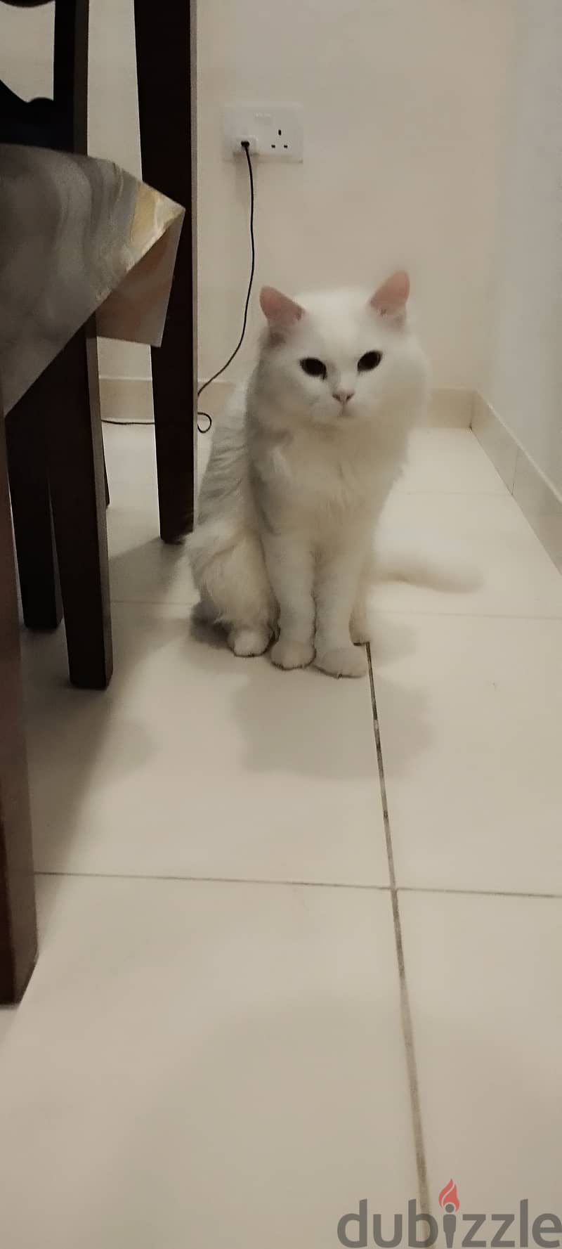 Persian white cat for sale 0