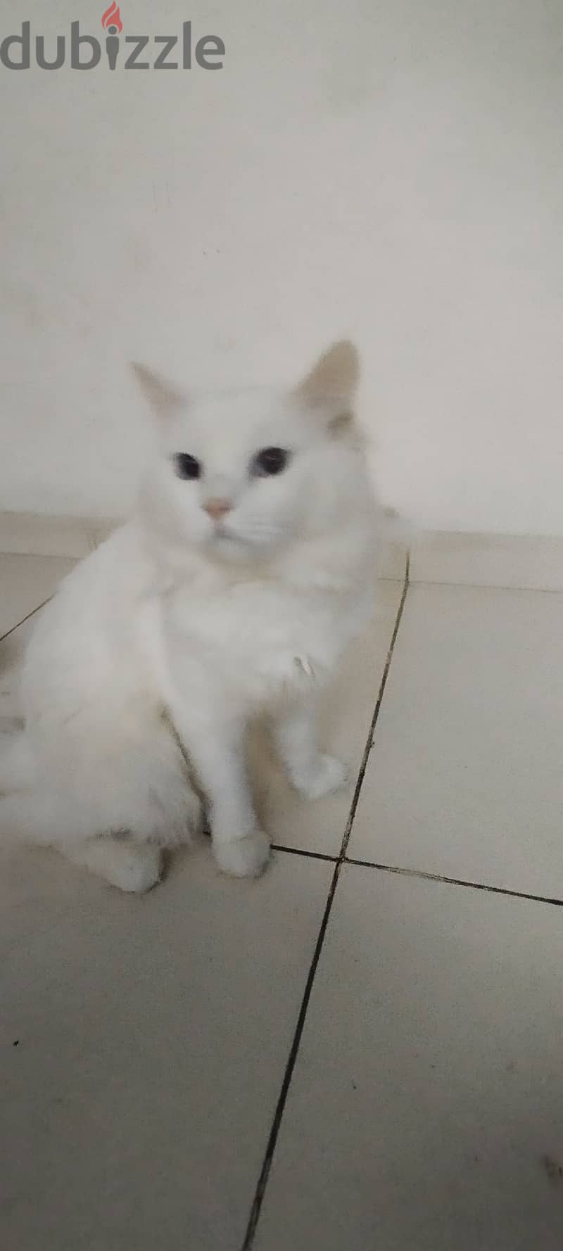 Persian white cat for sale 1