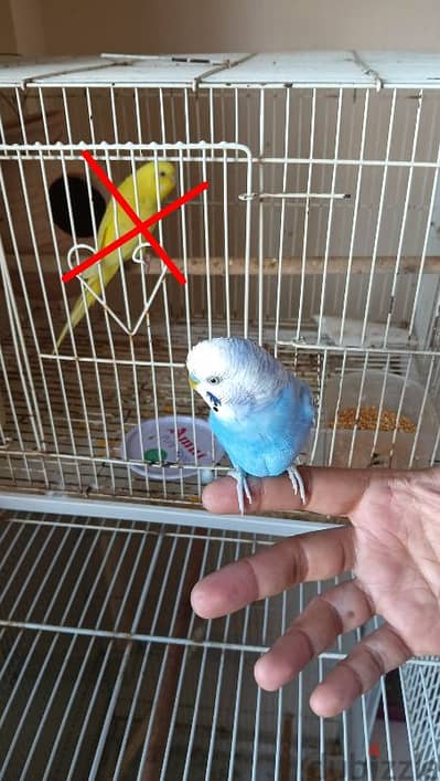 Hand tame parrot budgie for sale