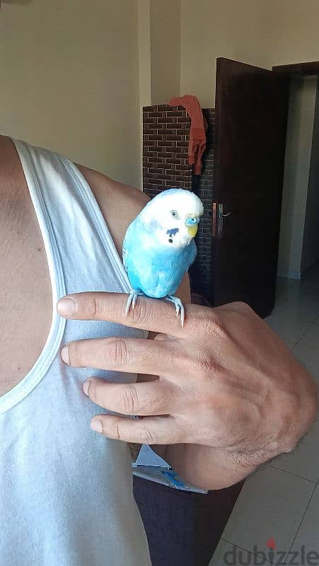 Hand tame parrot budgie for sale 1