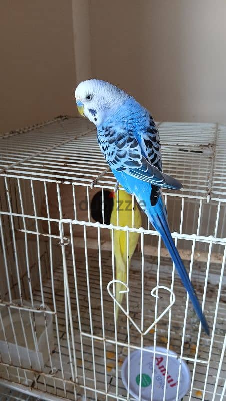 Hand tame parrot budgie for sale 2