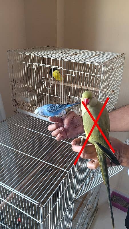 Hand tame parrot budgie for sale 3