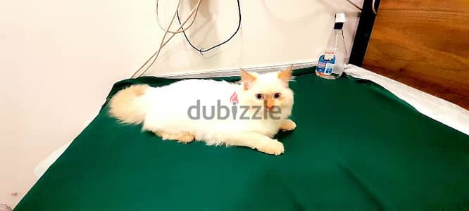 Persian Kitten 00968-97426245