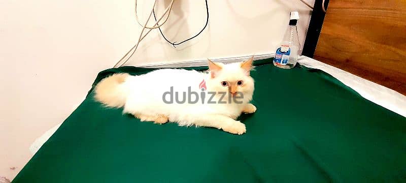 Persian Kitten 00968-97426245 0