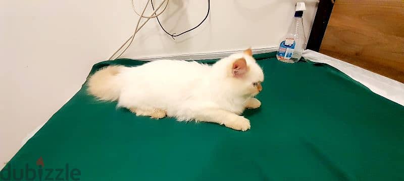 Persian Kitten 00968-97426245 1