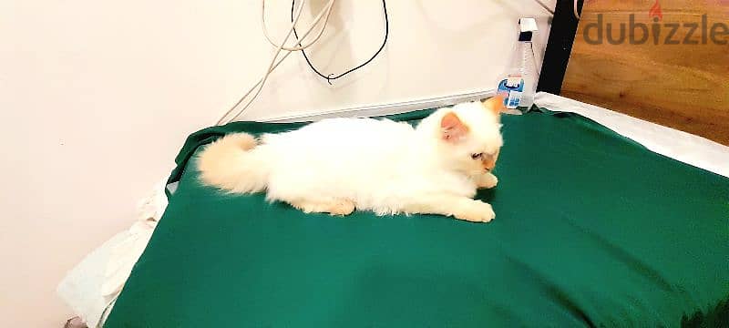 Persian Kitten 00968-97426245 2