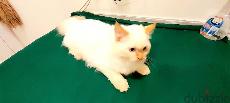 Persian Kitten 00968-97426245 3