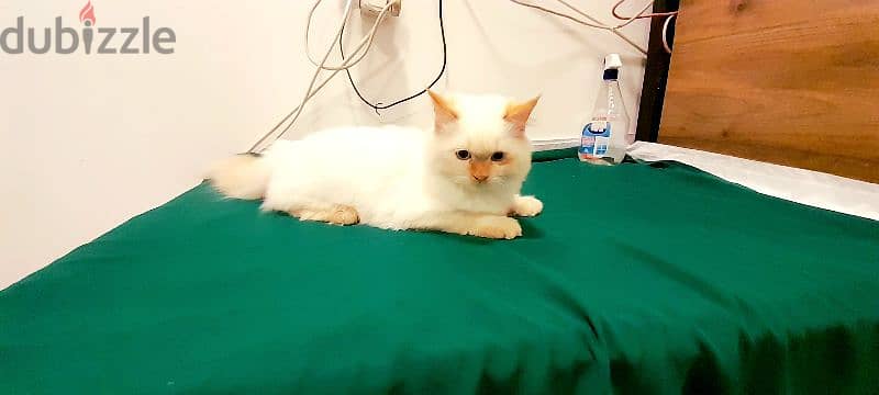 Persian Kitten 00968-97426245 4