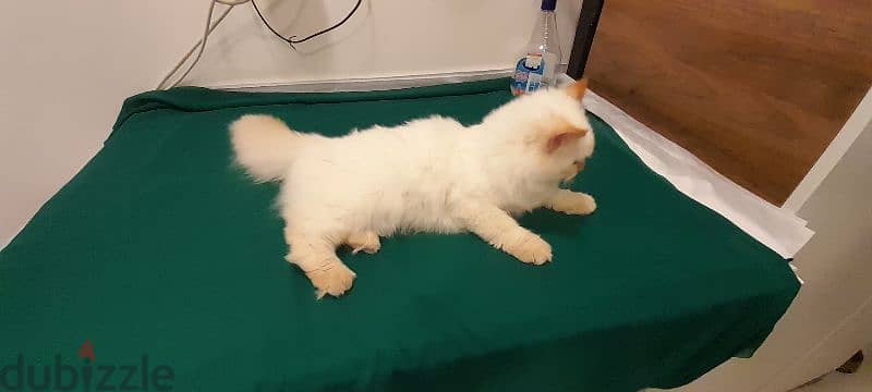 Persian Kitten 00968-97426245 6