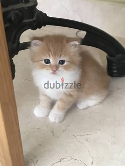 Pure persian cat for sale