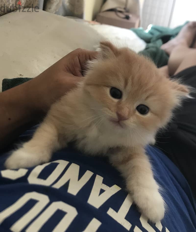 Pure persian cat for sale 1