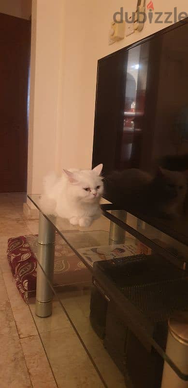 Persian Furry cat 1