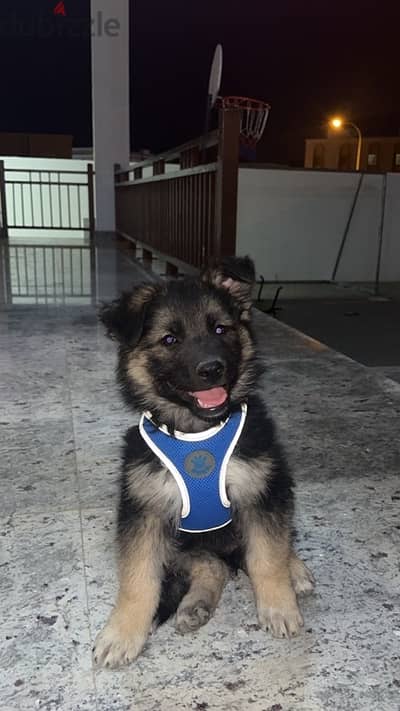 German shepherd puppy