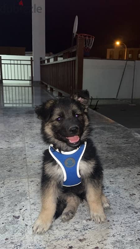 German shepherd puppy 0