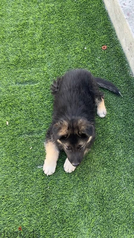 German shepherd puppy 1